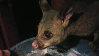 Possum Caught Snacking