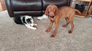 The Puppy Debate - Your Chew is Better Than My Chew.