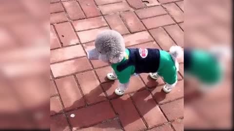 Cute and funny baby dogs compilation