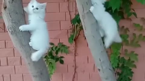 Cute and funny cat video only 4u