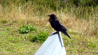 Be the crow you want to see in the world: