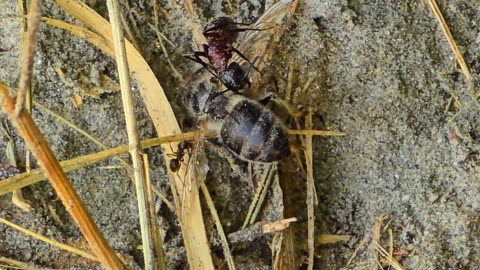 Ant examines a dead bee / At second 34, the big ant chases away a small ant.