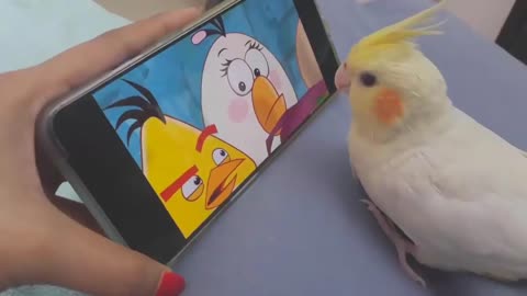 Birb watching Angry birds.