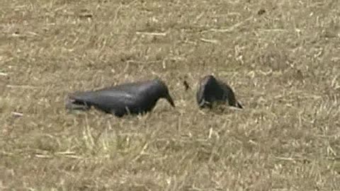 Crow decoying in Wales day 1