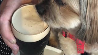 Cute Guinness drinking Shorkie