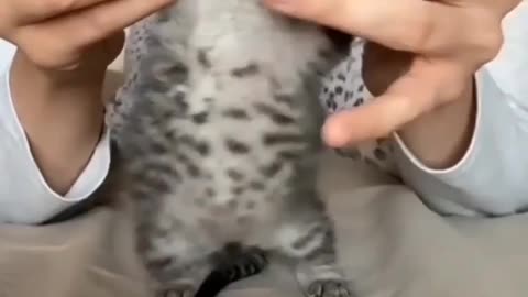 Kitten cute dance