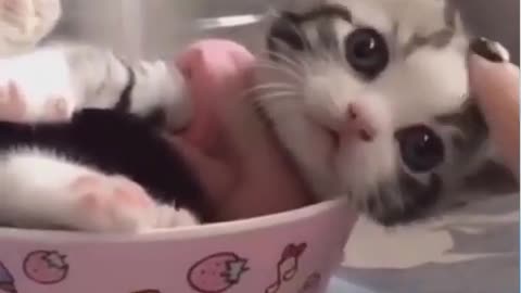 Cute kitty