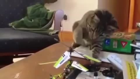 The cat is playing with the plane