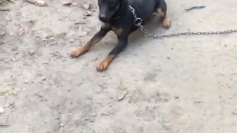 Funny Dog Playing with owner