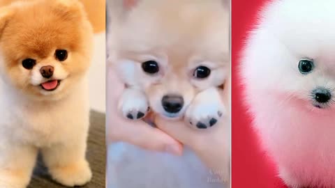 german splitz - pomeranian lulu - CUTE PUPPY