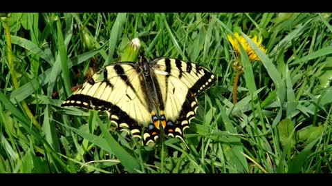 Canada Tiger Swallowtail butterfly