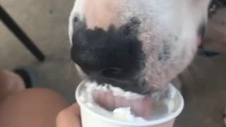 Pitbull eats whipped cream from cup