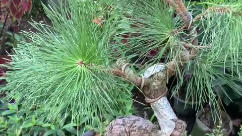 Bonsai pine