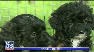 Fox News gives up and airs footage of puppies