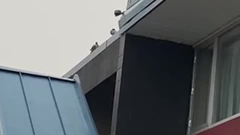 Nature shorts: Pigeon hiding on the roof top