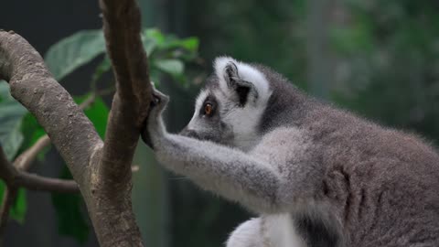 beautiful lemur from the forest