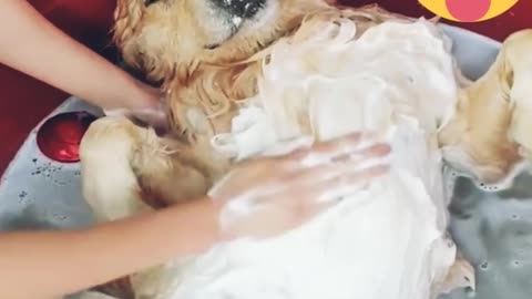 A cute dog is entertaining to bath with his owner