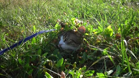 Cat Soldier Camouflage