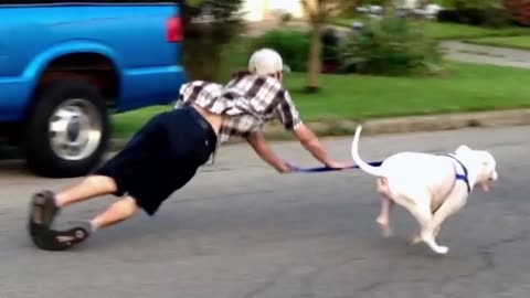 FUNNIEST Pet Fails of 2024 😂 Best Funniest Animal Videos of Week