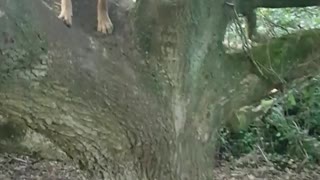 Dog jumping and climbing tree