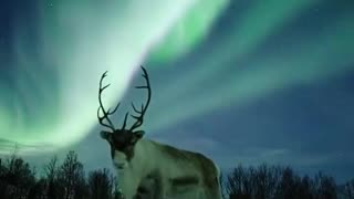 Reindeer under the Northern Lights
