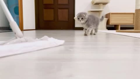 Luna , a kitten who helps with cleaning in the morning