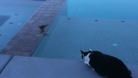Brave Bird & silly afraidy cat