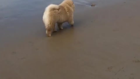 Unsuspecting chow surprised by crashing wave