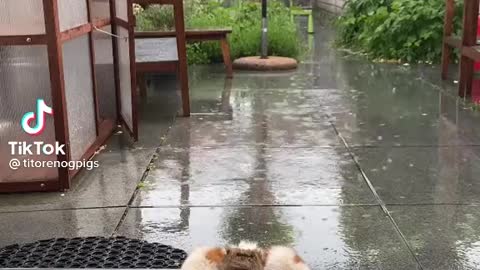 Rainy day hamsters