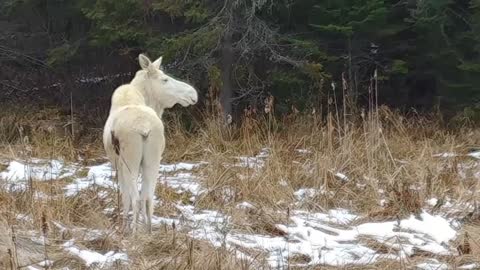Rare White Moose Spotted with Twin Calves