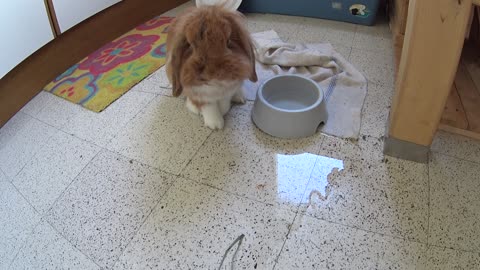 When it's too hot and your bunny turns yur kitchen into a swimming pool