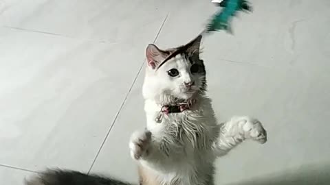 Play with tricolor cat