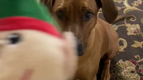 Silly dog steals an elf off of the Christmas tree