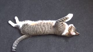 Funny Cat Yoga