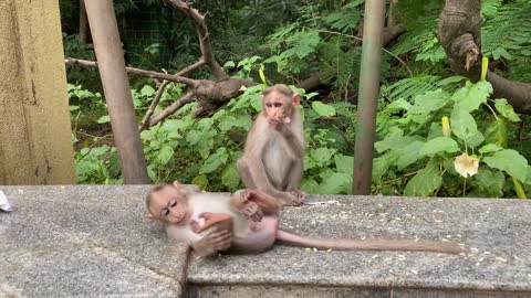 Cute Baby monkeys playing and eating | infant