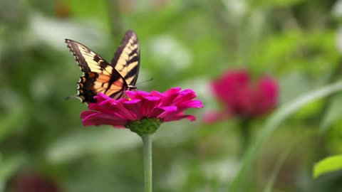 Butterfly in Ziniya flower