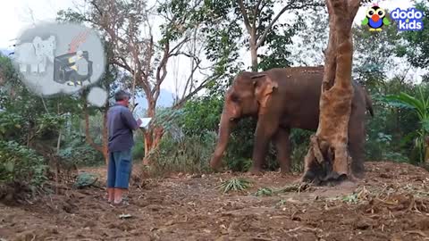 Elephants Ask Rescuer To Play Piano For Them - Animal Videos