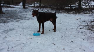 Silly Funny Doberman just cannot pick up a frisbee