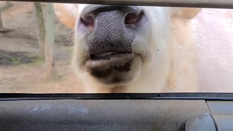 Funny Cow Eating