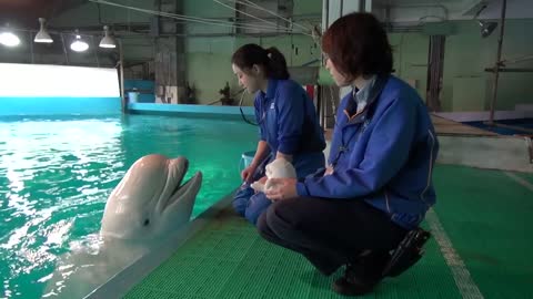Talking beluga preciously speaks on command to trainer