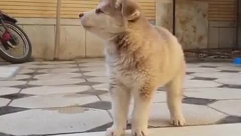 Husky puppy is learning how to howl