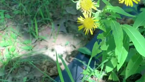 Small yellow flowers that are in bloom