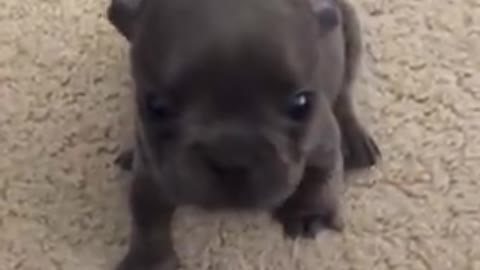 Adorable Frenchie puppy yelling to be held 2