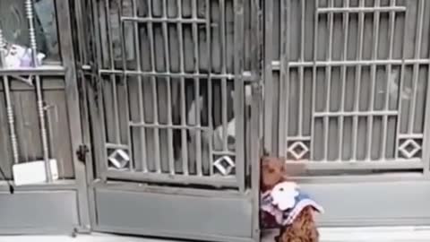 Dog playing with the gate