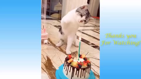 Funny and Cute Cat's Life 👯Celebrate Own Birthday 😺 Cats And Owners Are The Best Friends Videos