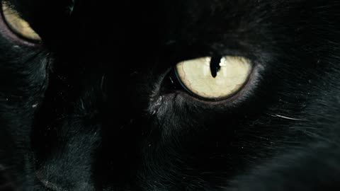 Yellow eyed dark cats 2021