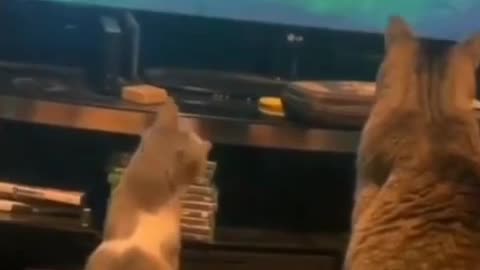 Cat seeing television.