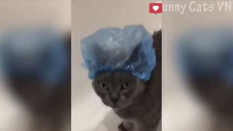 Funny cats random clips 📎