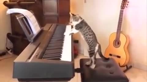 Cat playing piano, very funny