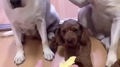 funny dogs blaming each other when facing inquiries.
